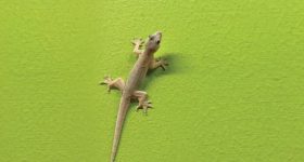 Get rid of Lizards: ఇంట్లో నుంచి బల్లులను సులభంగా ఇలా వదిలించేసుకోండి