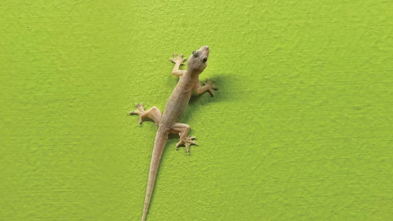 Get rid of Lizards: ఇంట్లో నుంచి బల్లులను సులభంగా ఇలా వదిలించేసుకోండి