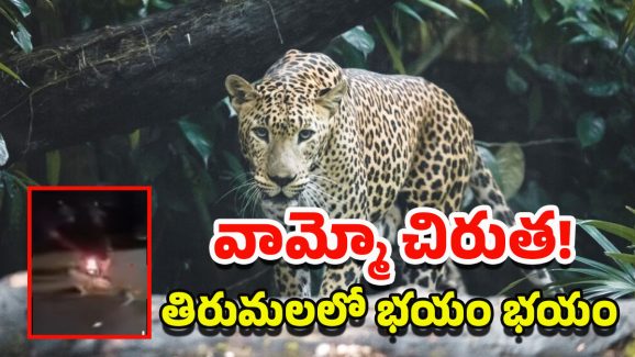 Tirumala Chirutha Attack: తిరుపతిలో ద్విచక్ర వాహన దారుడిపై చిరుత దాడి.. భయం గుప్పిట్లో భక్తులు