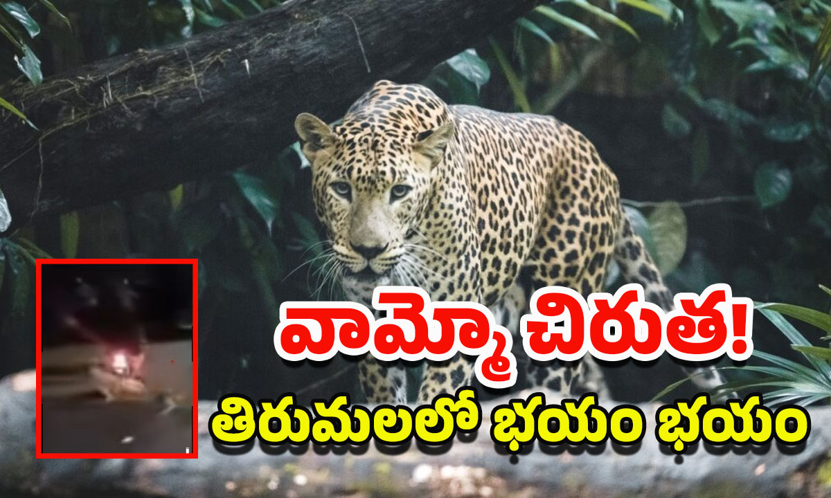 Tirumala Chirutha Attack: తిరుపతిలో ద్విచక్ర వాహన దారుడిపై చిరుత దాడి.. భయం గుప్పిట్లో భక్తులు