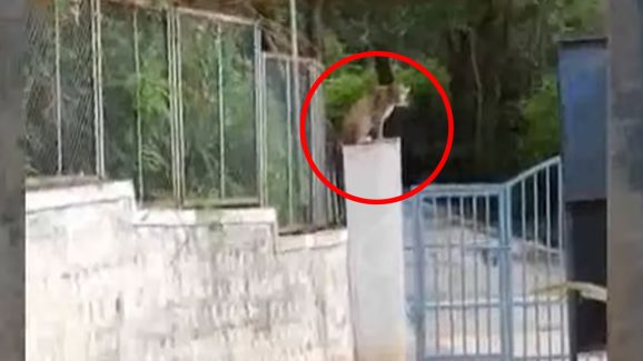 Tirumala Chirutha News: తిరుపతిలో చిరుత కలకలం