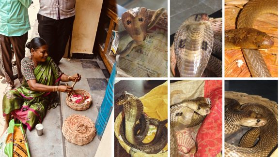 Naga Panchami: నాగపంచమి ఎఫెక్ట్.. హైదరాబాదులో ఏకంగా 5276 పాములు!
