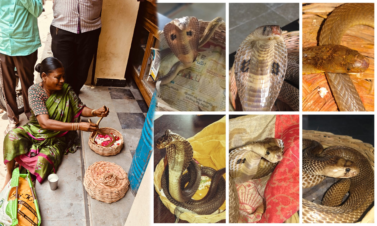 Naga Panchami: నాగపంచమి ఎఫెక్ట్.. హైదరాబాదులో ఏకంగా 5276 పాములు!