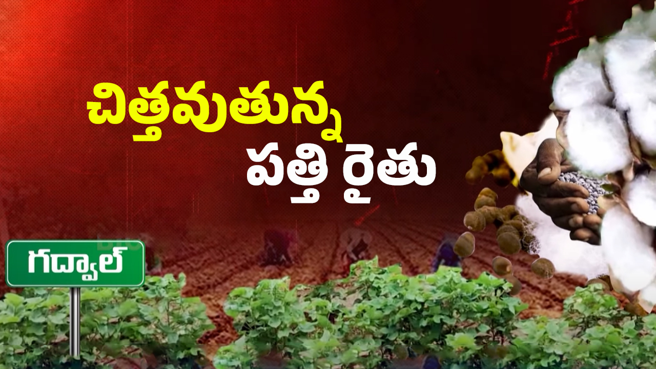 Gadwal Seed Mafia: గద్వాల్ రైతులను ముంచేస్తున్న సీడ్ మాఫియా.. కాపాడాలంటే ఏం చేయాలి?