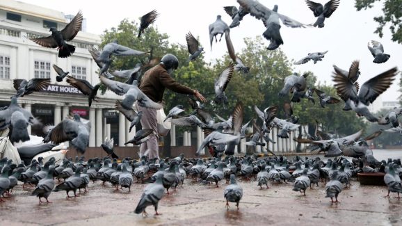 Dangers With Pigeons: మీ చుట్టూ పావురాలు ఉంటున్నాయా? అయితే మీరు ప్రమాదంలో పడినట్టే..