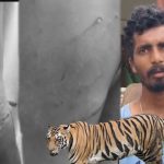 Tiger Attack: యువకుడిపై పెద్దపులి దాడి కలకలం!
