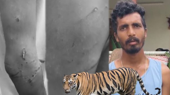 Tiger Attack: యువకుడిపై పెద్దపులి దాడి కలకలం!