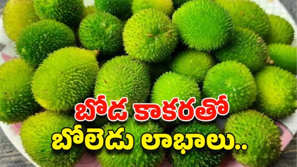 Boda kakarakaya: వర్షాకాలం స్పెషల్..! బోడకాకర వల్ల ఇన్ని ఉపయోగాలా!