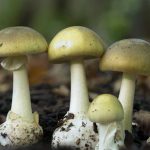 Poisonous Mushrooms: పుట్టగొడుగులు తినిపించి అత్తమామలను చంపేసిన కోడలు, మీరు తినే మష్రూమ్స్ మంచివేనా?