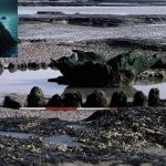 North Sea Structure: సముద్రం పైకి తేలియాడుతున్న భయానక నిర్మాణాలు.. సముద్ర గర్బంలో ఏముందంటే