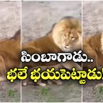 Viral Video: సింహాన్నే భయపెట్టిన పిల్ల సింగం.. ఈ వీడియో చూస్తే నవ్వకుండా ఉండలేరు!