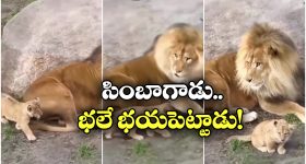 Pressure Cooker: ప్రెషర్ కుక్కర్ వాడుతున్నారా ? అయితే ఈ ఆరోగ్య సమస్యలు కొని తెచ్చుకున్నట్లే !