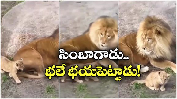 Viral Video: సింహాన్నే భయపెట్టిన పిల్ల సింగం.. ఈ వీడియో చూస్తే నవ్వకుండా ఉండలేరు!
