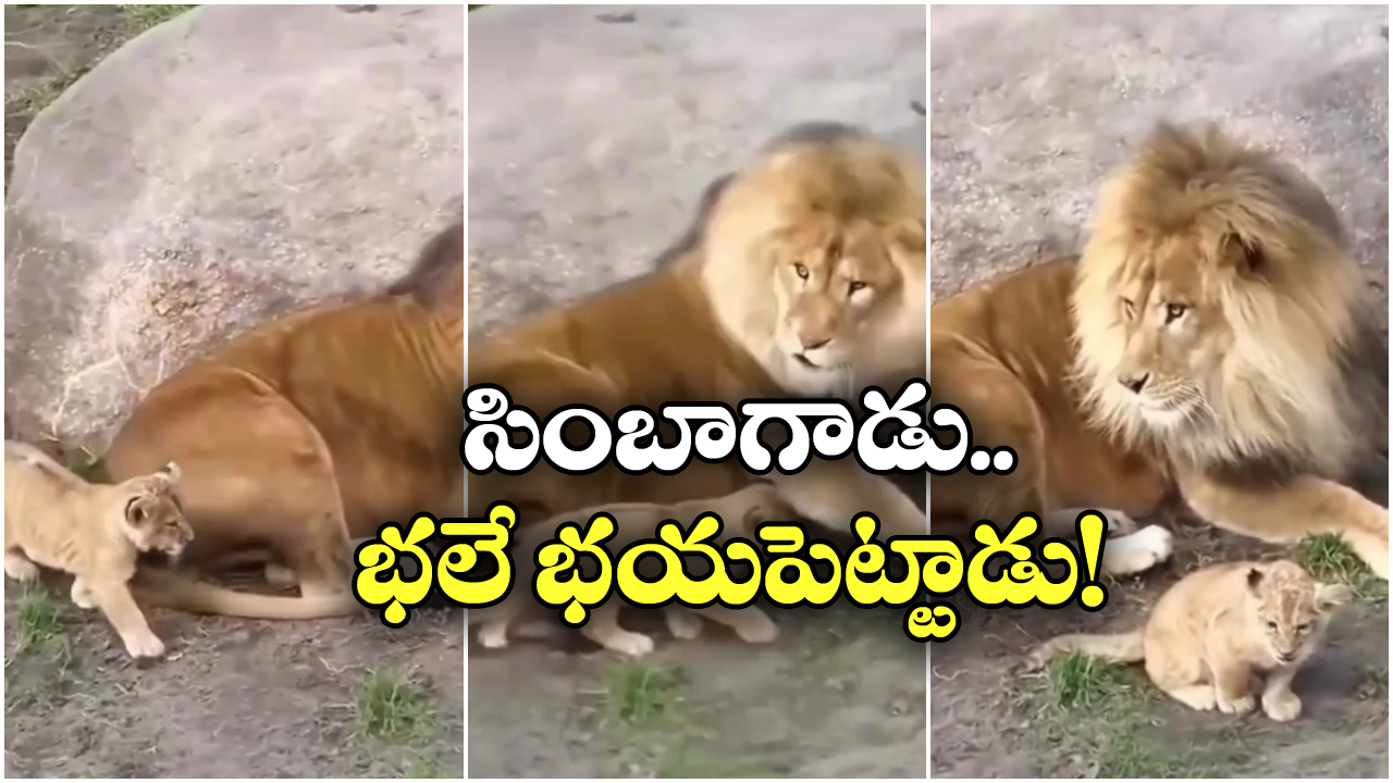 Viral Video: సింహాన్నే భయపెట్టిన పిల్ల సింగం.. ఈ వీడియో చూస్తే నవ్వకుండా ఉండలేరు!