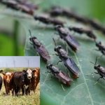 Screwworm Flies: అమెరికాలో మాంసాహారం తినే ఈగల బెడద.. చనిపోతున్న పశువులు..