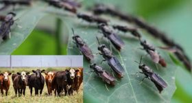Screwworm Flies: అమెరికాలో మాంసాహారం తినే ఈగల బెడద.. చనిపోతున్న పశువులు..