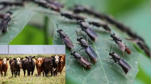 Screwworm Flies: అమెరికాలో మాంసాహారం తినే ఈగల బెడద.. చనిపోతున్న పశువులు..