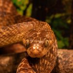 Snake Island: అక్కడ ప్రతి చదరపు మీటరుకు ఒక పాము,  మనిషి అడుగుపెడితే బతకడం కష్టమే