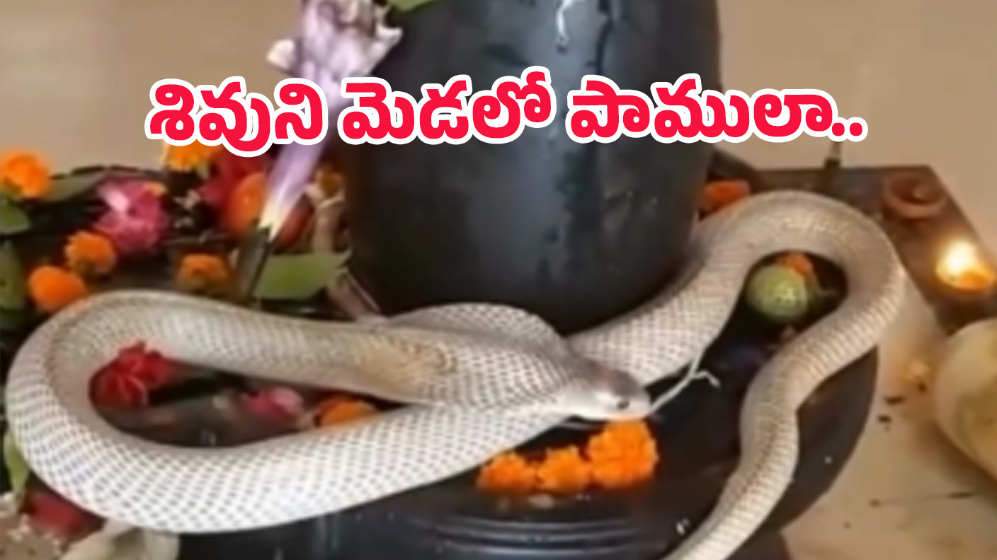 snake in temple: అద్భుతం.. శివలింగాన్ని చుట్టుకుని.. బుసలు కొట్టిన నాగుపాము, వీడియో చూశారా?