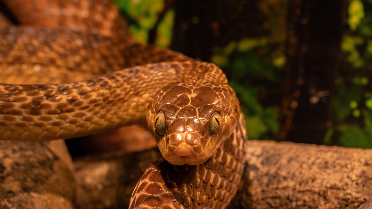 Snake Island: అక్కడ ప్రతి చదరపు మీటరుకు ఒక పాము,  మనిషి అడుగుపెడితే బతకడం కష్టమే