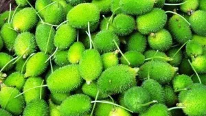 Spiny Gourd Benefits: కూరగాయల్లో రారాజు.. వర్షాకాలంలో మాత్రమే దొరికే వీటిని అస్సలు మిస్సవ్వొద్దు
