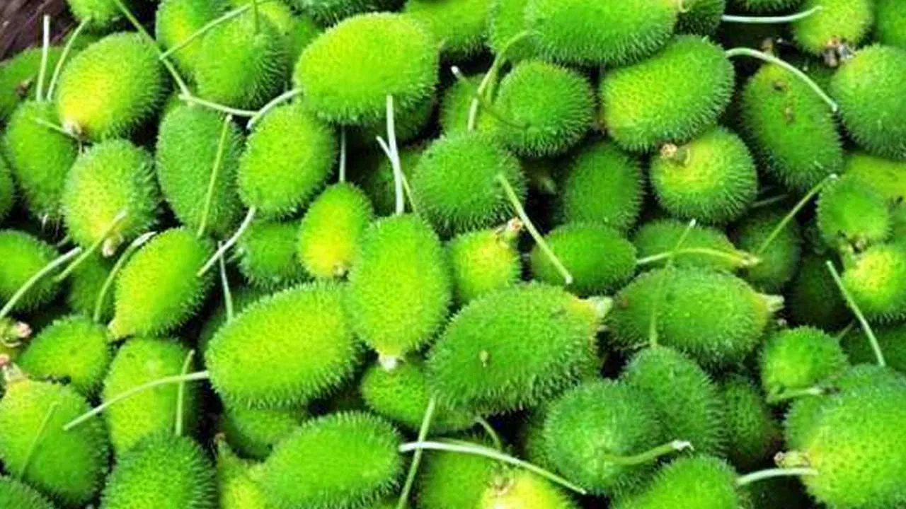 Spiny Gourd Benefits: కూరగాయల్లో రారాజు.. వర్షాకాలంలో మాత్రమే దొరికే వీటిని అస్సలు మిస్సవ్వొద్దు