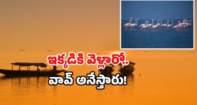 Narco Analysis: నార్కో అనాలిసిస్ – నిజం చెబుతుందా? లేక మాయమా?