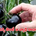 Black Tomatoes: నల్ల టమాటాలు కూడా ఉన్నాయా? దీన్ని తింటే ఇన్ని లాభాలా !