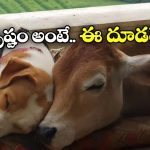 Viral Video: 28వ అంతస్తులో ఆవు దూడ.. భలే పెంచుతున్నారే!