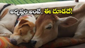 Viral Video: 28వ అంతస్తులో ఆవు దూడ.. భలే పెంచుతున్నారే!