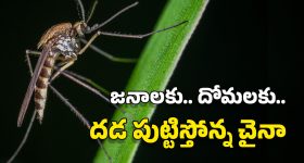 China New Virus: ఏనుగు దోమలు.. డ్రోన్లు.. ఫైన్లు.. చైనాతో మామూలుగా ఉండదు, ఆ వ్యాధిపై ఏకంగా యుద్ధం!
