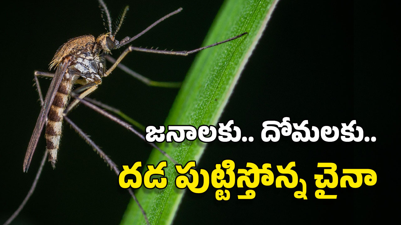 China New Virus: ఏనుగు దోమలు.. డ్రోన్లు.. ఫైన్లు.. చైనాతో మామూలుగా ఉండదు, ఆ వ్యాధిపై ఏకంగా యుద్ధం!