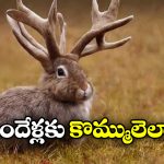 Virus to Rabbits: కుందేళ్లకు కొమ్ములా.. బాబోయ్ ఇదెక్కడి విడ్డూరం?