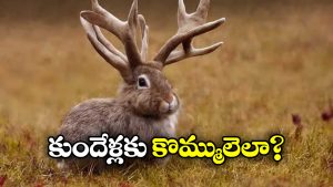 Virus to Rabbits: కుందేళ్లకు కొమ్ములా.. బాబోయ్ ఇదెక్కడి విడ్డూరం?