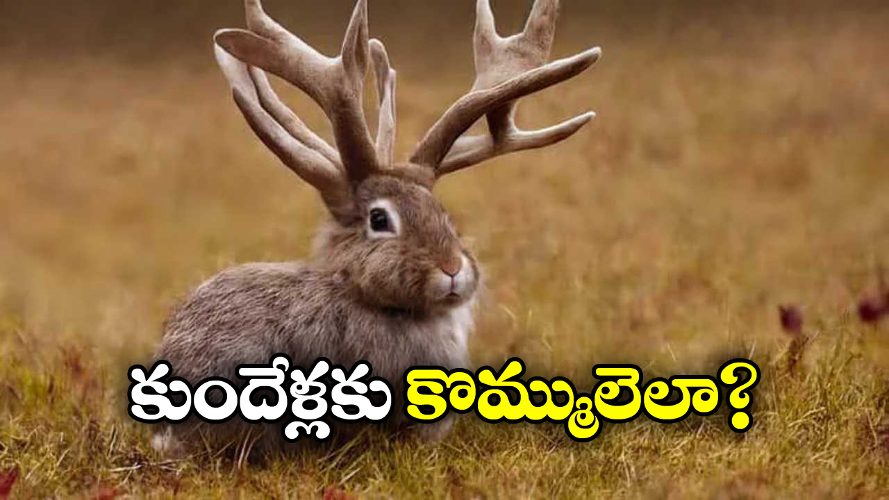 Virus to Rabbits: కుందేళ్లకు కొమ్ములా.. బాబోయ్ ఇదెక్కడి విడ్డూరం?