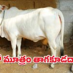 Cow Urine: గో మూత్రం తాగడం లాభమా? నష్టమా?
