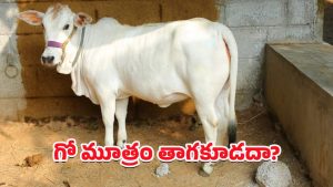 Cow Urine: గో మూత్రం తాగడం లాభమా? నష్టమా?
