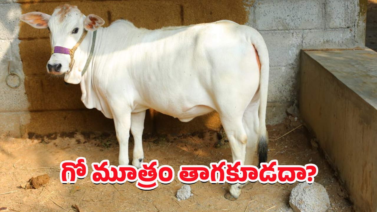 Cow Urine: గో మూత్రం తాగడం లాభమా? నష్టమా?
