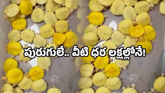Customs arrest: ఎయిర్‌పోర్టులో చెకింగ్.. బ్యాగ్ నిండా పురుగులే.. అక్కడే అరెస్ట్!