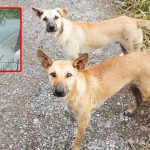 Dog attack 2025: చిన్నారిపై వీధికుక్కల భీభత్సం.. డాగ్ లవర్స్ ఎక్కడ? నెటిజన్ల ప్రశ్న..!