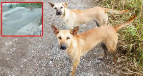 Dog attack 2025: చిన్నారిపై వీధికుక్కల భీభత్సం.. డాగ్ లవర్స్ ఎక్కడ? నెటిజన్ల ప్రశ్న..!