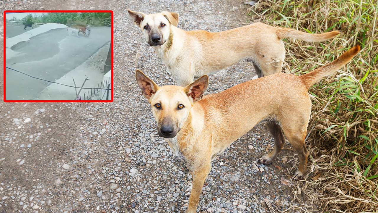 Dog attack 2025: చిన్నారిపై వీధికుక్కల భీభత్సం.. డాగ్ లవర్స్ ఎక్కడ? నెటిజన్ల ప్రశ్న..!