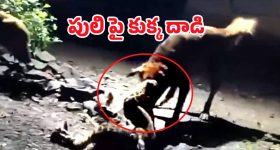 Stray Dog vs Leopard: మనతో మామూలుగా ఉండదు.. పులినే లాక్కెళ్ళిన కుక్క