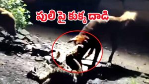 Stray Dog vs Leopard: మనతో మామూలుగా ఉండదు.. పులినే లాక్కెళ్ళిన కుక్క