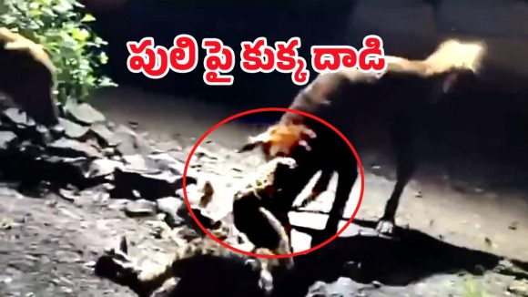 Stray Dog vs Leopard: మనతో మామూలుగా ఉండదు.. పులినే లాక్కెళ్ళిన కుక్క