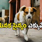 Dog population: వీధి కుక్కలు ఏ రాష్ట్రంలో ఎక్కువో తెలుసా? మన తెలుగు రాష్ట్రాల్లో ఎన్ని?