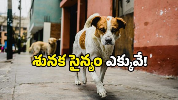 Dog population: వీధి కుక్కలు ఏ రాష్ట్రంలో ఎక్కువో తెలుసా? మన తెలుగు రాష్ట్రాల్లో ఎన్ని?