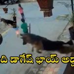 Dog video: పిల్లలపై వీధి కుక్క దాడి.. హీరోలో వచ్చి కాపాడిన పెంపుడు కుక్క.. వీడియో వైరల్