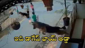 Dog video: పిల్లలపై వీధి కుక్క దాడి.. హీరోలో వచ్చి కాపాడిన పెంపుడు కుక్క.. వీడియో వైరల్