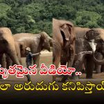 Elephant video: వావ్.. ఏనుగులు గుంపు ఎలా స్నానం చేస్తున్నాయో చూడండి.. వీడియో వైరల్